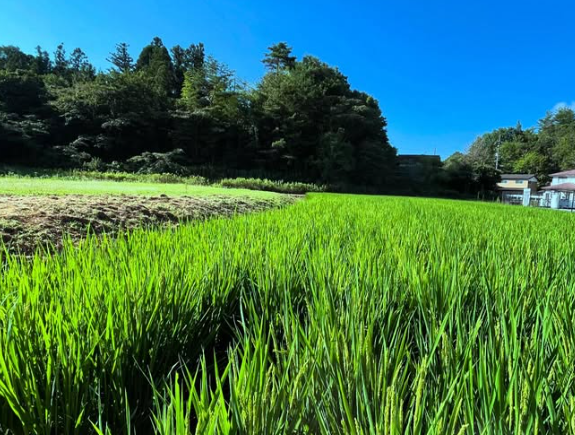 POLE POLE田んぼの穂づくり - あきさかりの成長