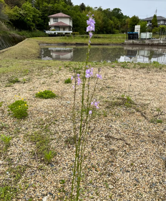 POLE POLE田んぼの代掻き - 88の工程の一歩