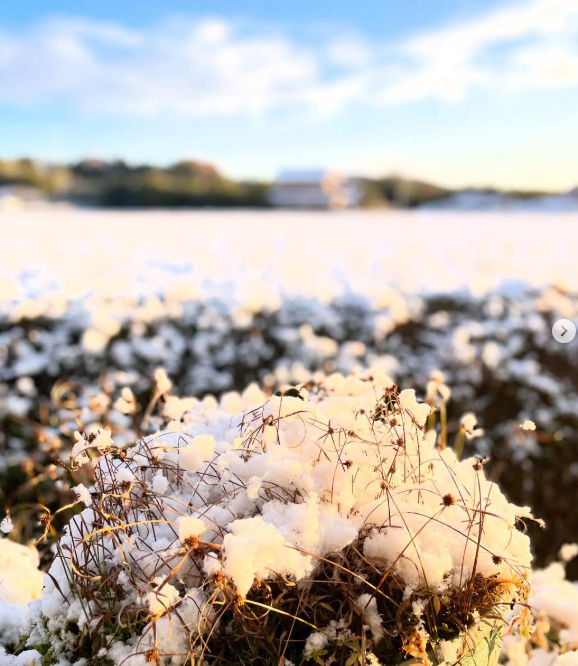 初雪で少し雪化粧
