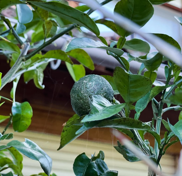 柚の実ひとつ - 嬉しい知らせへの願い