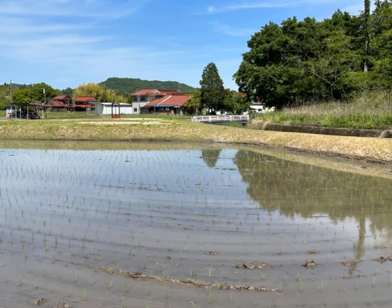 POLE POLE田んぼの田植え完了