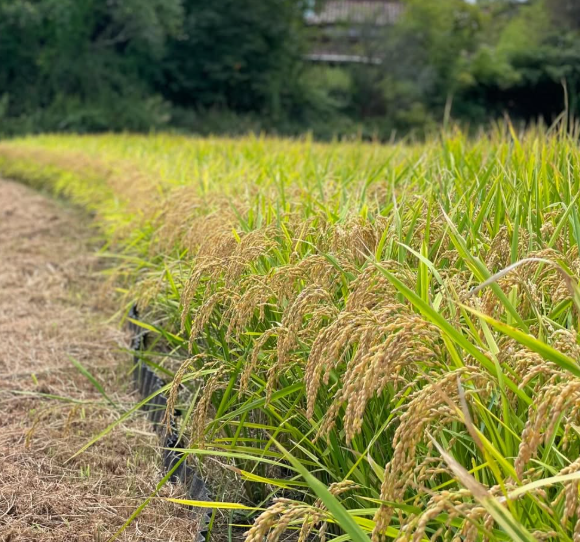 POLE POLE田んぼの稲刈り - 命の根を想う