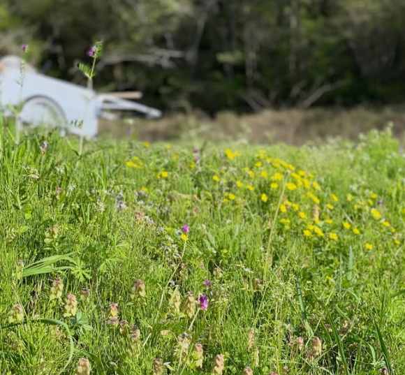 POLE POLE土手の野草と田植え準備
